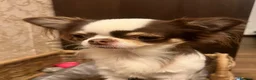 Chihuahua cani in vendita: Chihuahua  - Annuncio 1
