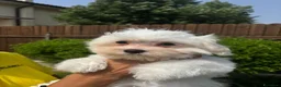 Maltese cani in vendita: cuccioli di maltese  a Città metropolitana di Roma Capitale - Annuncio 7