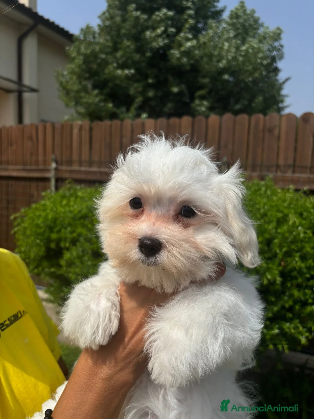 Maltese cani in vendita: cuccioli di maltese  a Città metropolitana di Roma Capitale - Annuncio 7