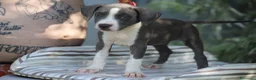 Pitbull cani in vendita: Cuccioli di Pit Bull Blue Nose anche a rate - Annuncio 9