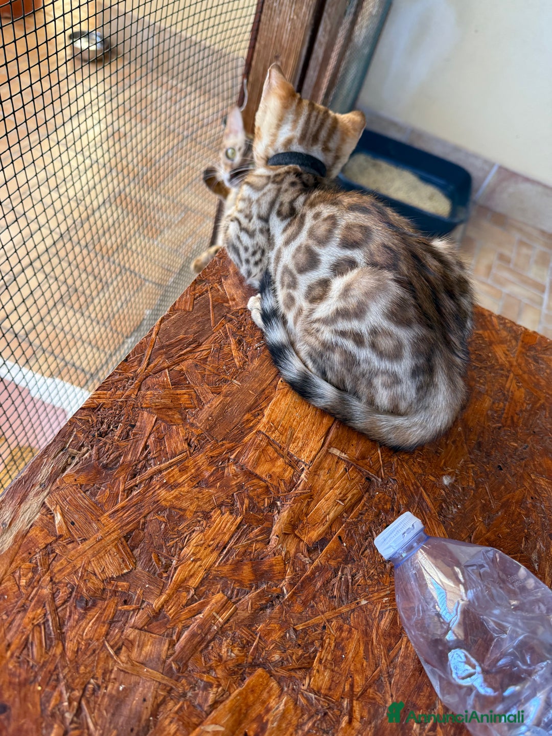 Bengala gatti in vendita: Bellissimi cuccioli  a Città metropolitana di Roma Capitale - Immagine 6