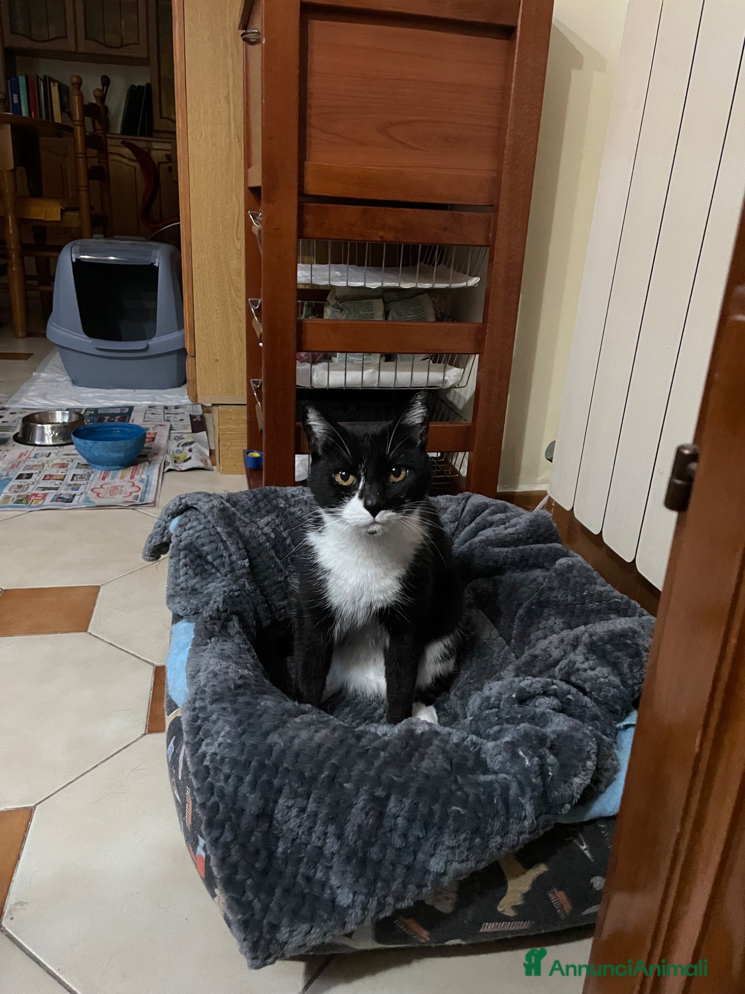 Meticcio gatti Regalasi gatta adulta educata e tenerissima - Annuncio 1