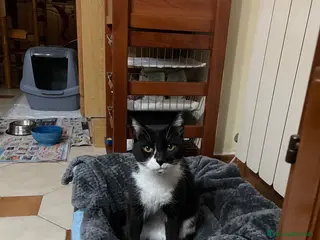 Meticcio gatti Regalasi gatta adulta educata e tenerissima - Annuncio 1