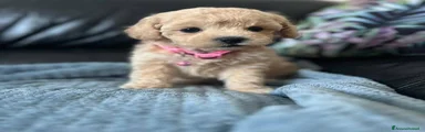 Maltipoo 4