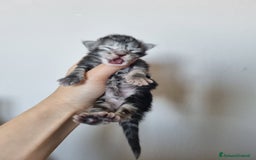 Maine Coon gatti in vendita: Prenotazioni Aperte - Cuccioli di Maine Coon! a Provincia di Cuneo - Immagine 6