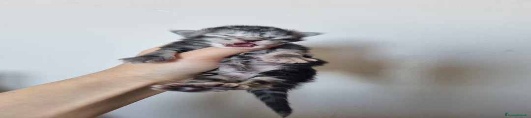 Maine Coon Gattino 3