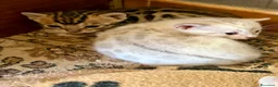 Bengala gatti in vendita: gatto bengala  - Annuncio 3