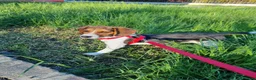 Beagle cani in regalo: BEAGLE IN REGALO - Annuncio 2