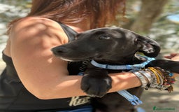 Meticcio cani in regalo: 8 cuccioli da salvare, 4 mesi: Gohan, Goku, ... a Provincia di Bergamo - Immagine 12