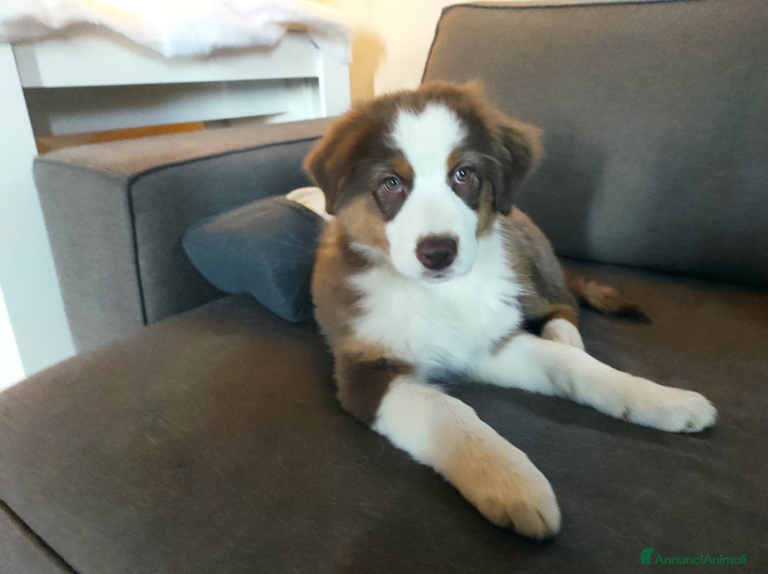 Australian Shepherd cani in vendita: Australian shepherd femmine  - Annuncio 6