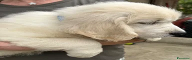 Golden Retriever 1
