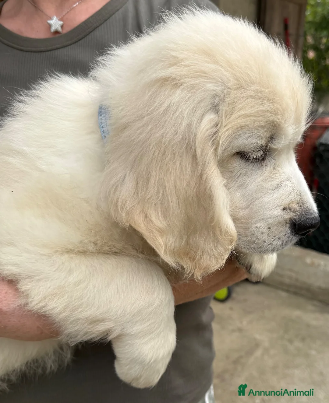 Golden Retriever cani in vendita: Disponibili cuccioli maschi di Golden Retriever  - Annuncio 2