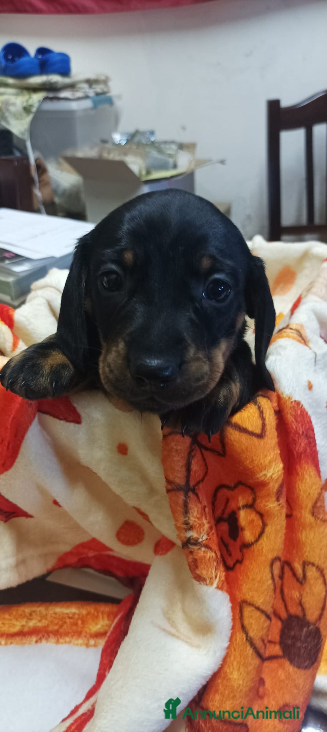 Bassotto cani in vendita: Bassotto tedesco standard maschio nero focato  - Annuncio 3