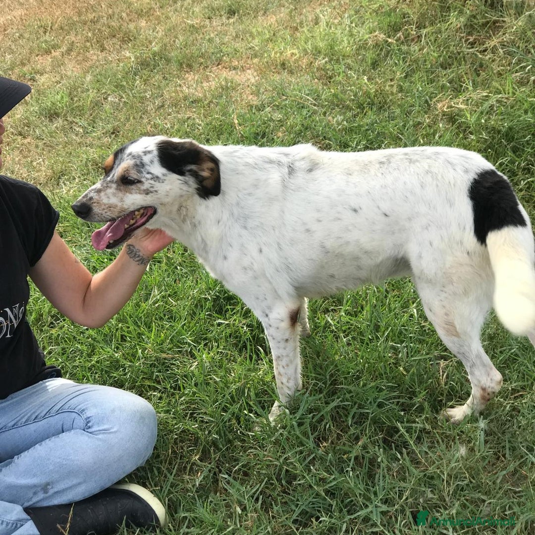 Meticcio cani in regalo: Bronto, un visetto dipinto a mano a Provincia di Latina - Annuncio 2