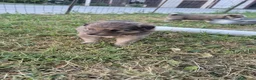 Meticcio cani in regalo: Regalo cuccioli - Annuncio 3