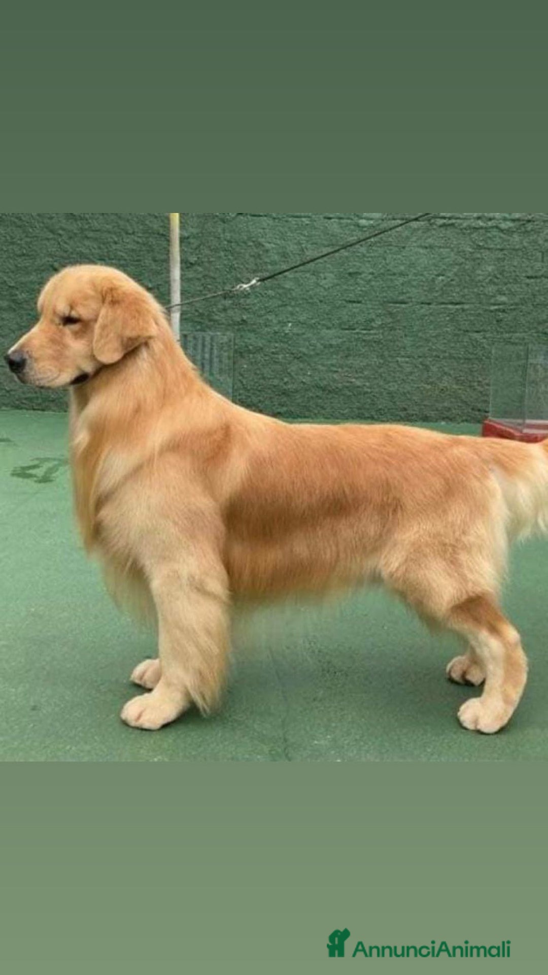 Golden Retriever cani in vendita: CUCCIOLI DI GOLDEN RETRIEVER MARINA LAB - Annuncio 9