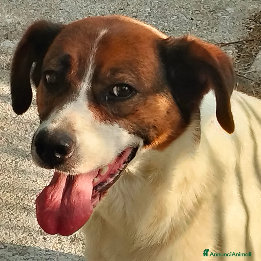 Meticcio cani in regalo: ALMA, CAGNA PEZZATA - Annuncio 2