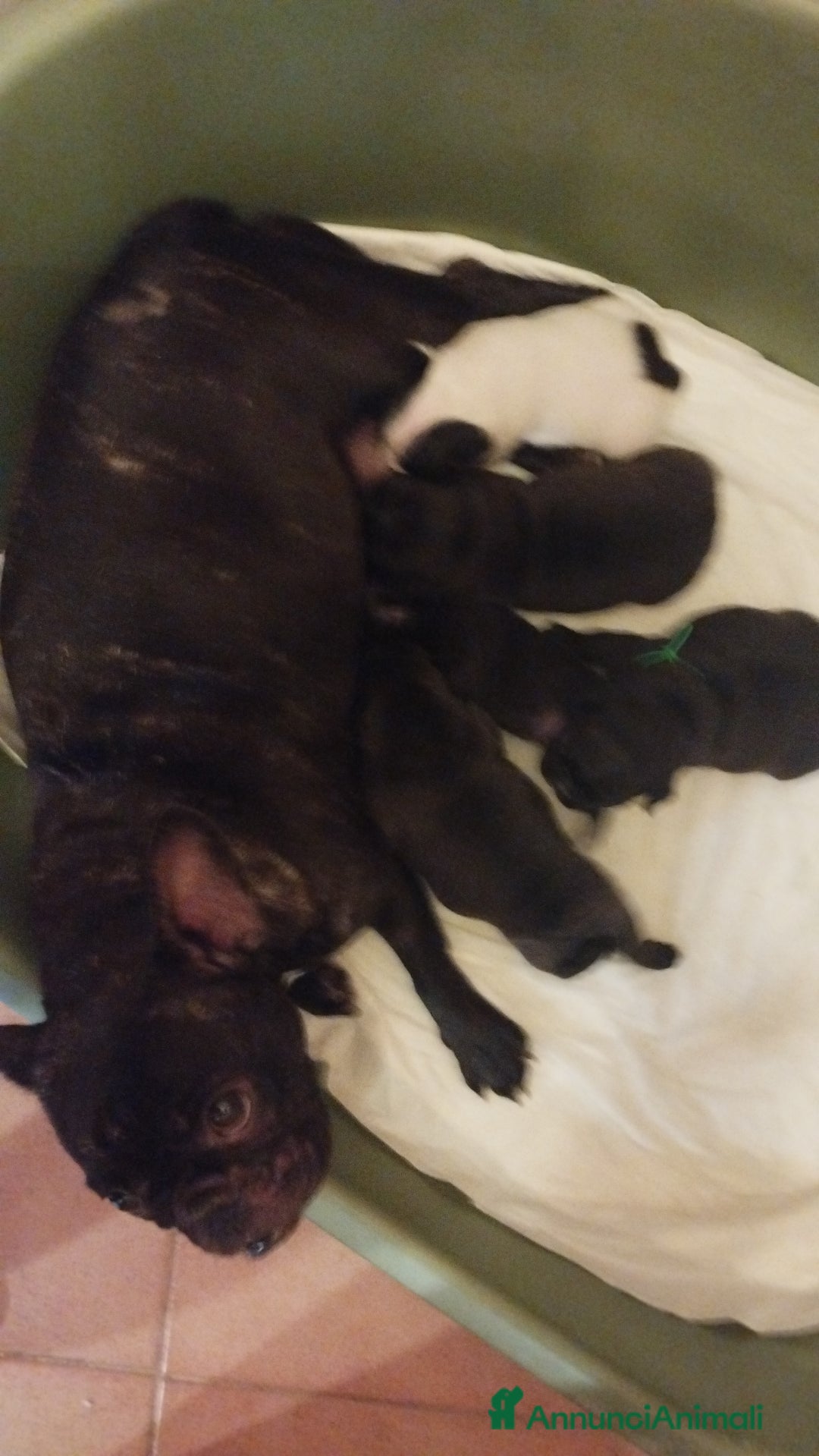 Bulldog Francese cani in vendita: Vendo cuccioli di bulldog francese  - Annuncio 1