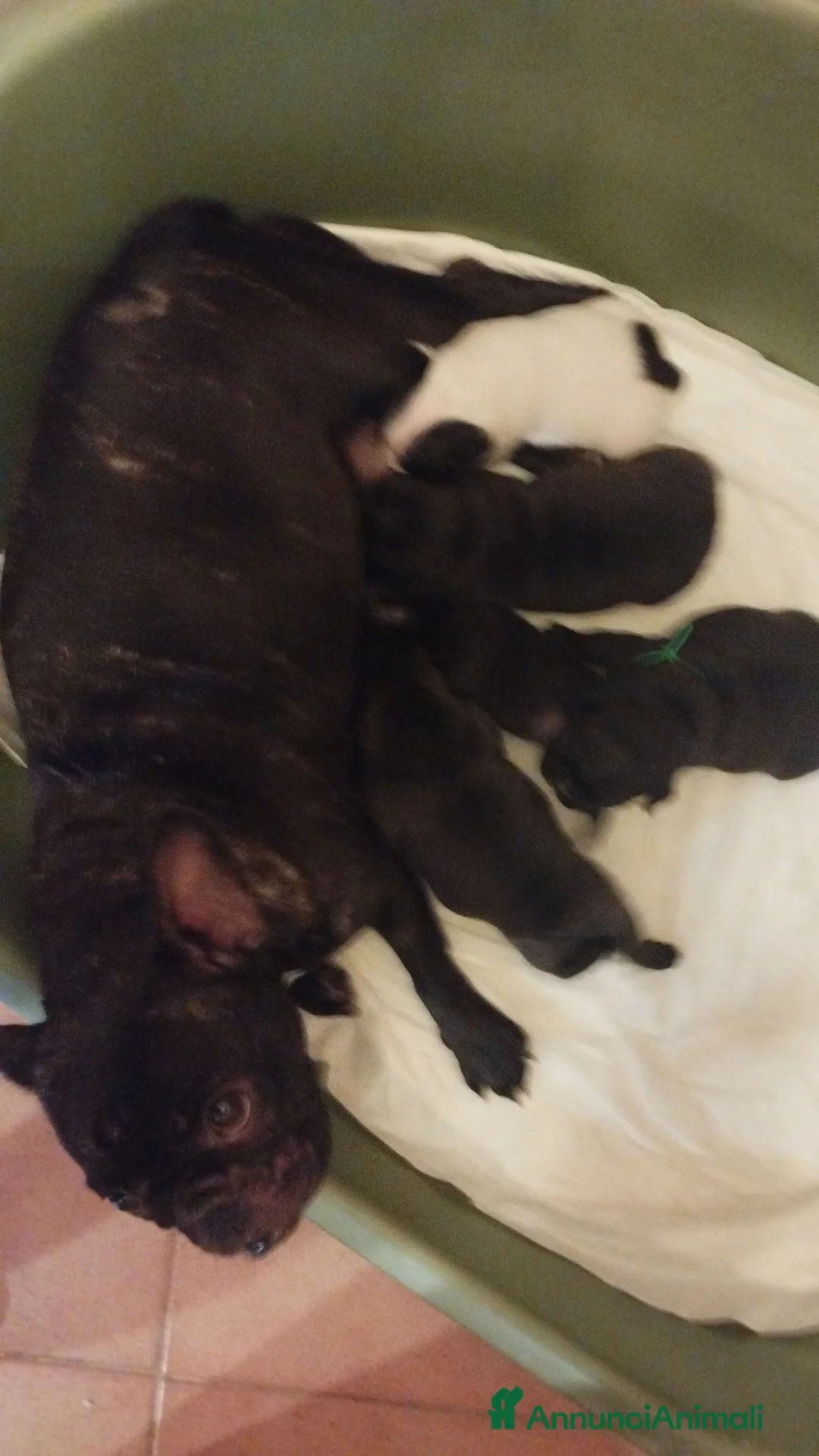 Bulldog Francese cani in vendita: Vendo cuccioli di bulldog francese  - Annuncio 1