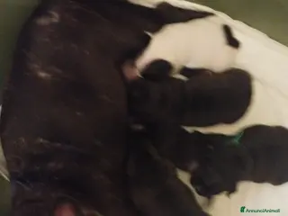 Bulldog Francese cani Vendo cuccioli di bulldog francese - Annuncio 22