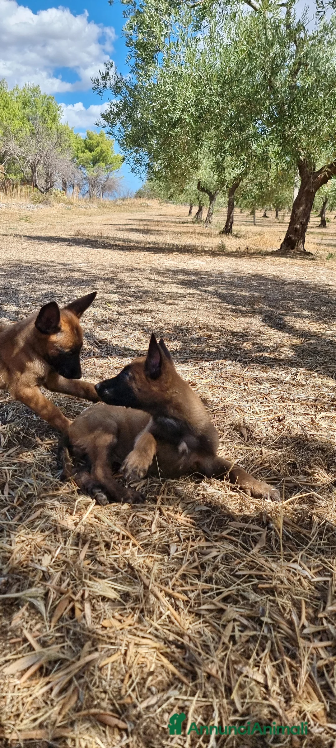 Pastore Belga cani in vendita: Cuccioli Pastore Belga Malinois Cosenza Calabria - Annuncio 9