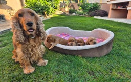 Cocker cani in vendita: Cuccioli cocker Spaniel inglese - Immagine 1