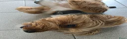 Yorkshire cani in regalo: Cedo BOMBER York di 8 anni disp. a dare incentivo a Provincia di Pesaro e Urbino - Annuncio 2