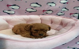 Barboncino cani in vendita: Barboncini nani a Province of Rovigo - Immagine 8