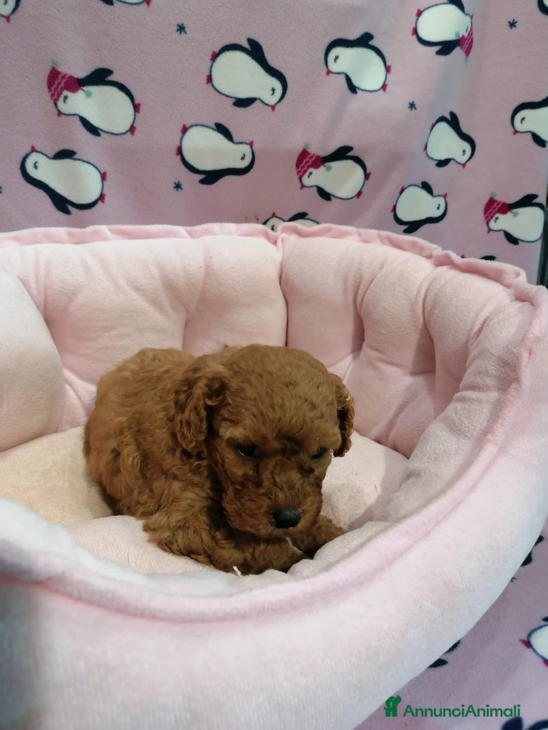 Barboncino cani in vendita: Barboncini nani a Province of Rovigo - Immagine 8