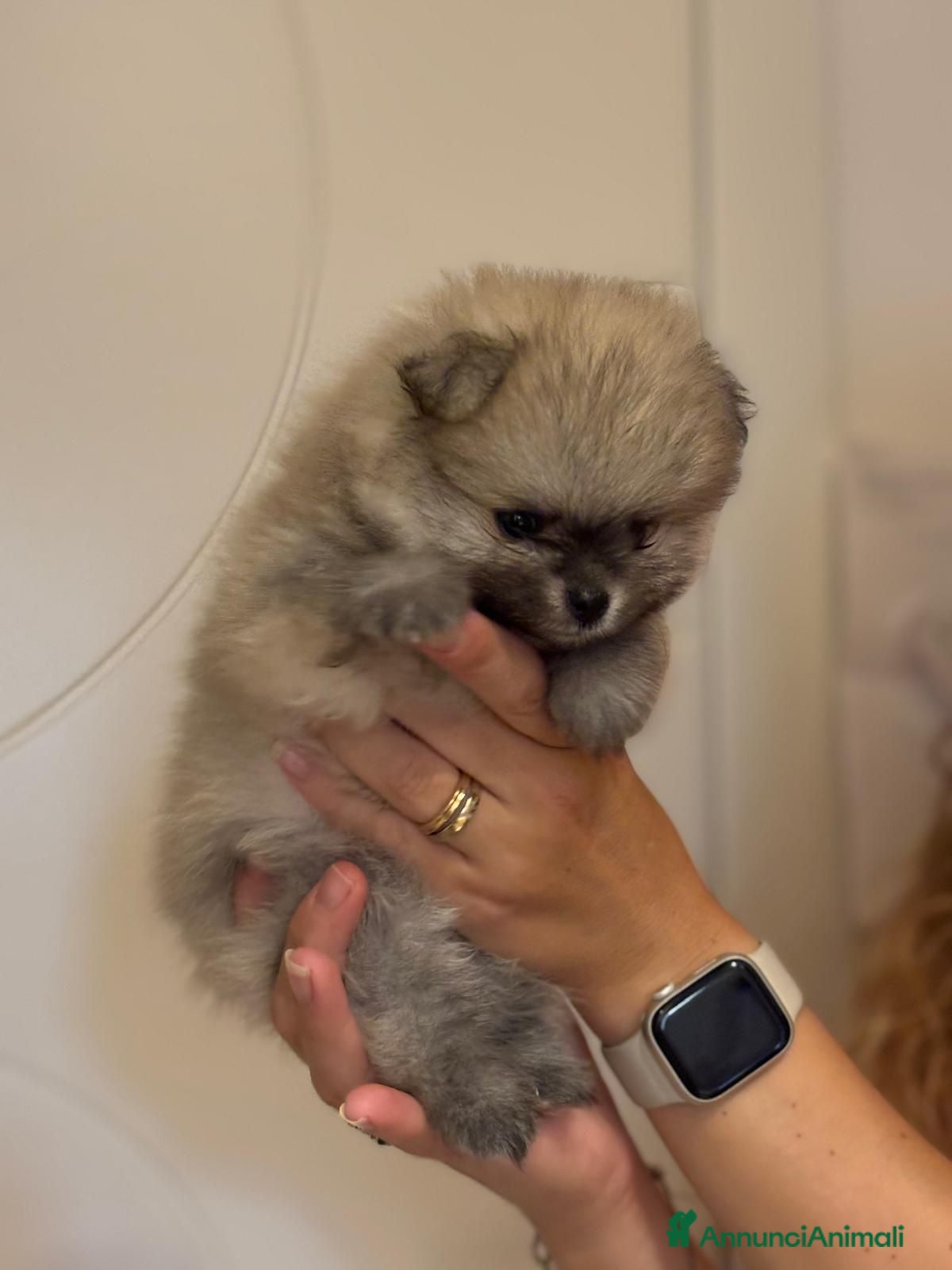 Volpino Pomerania cani Cuccioli volpino pomerania spitz pedigree ENCI - Annuncio 3