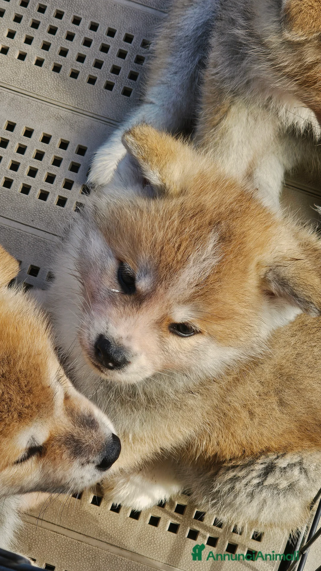 Akita Inu cani in vendita: Akita inu - Annuncio 3