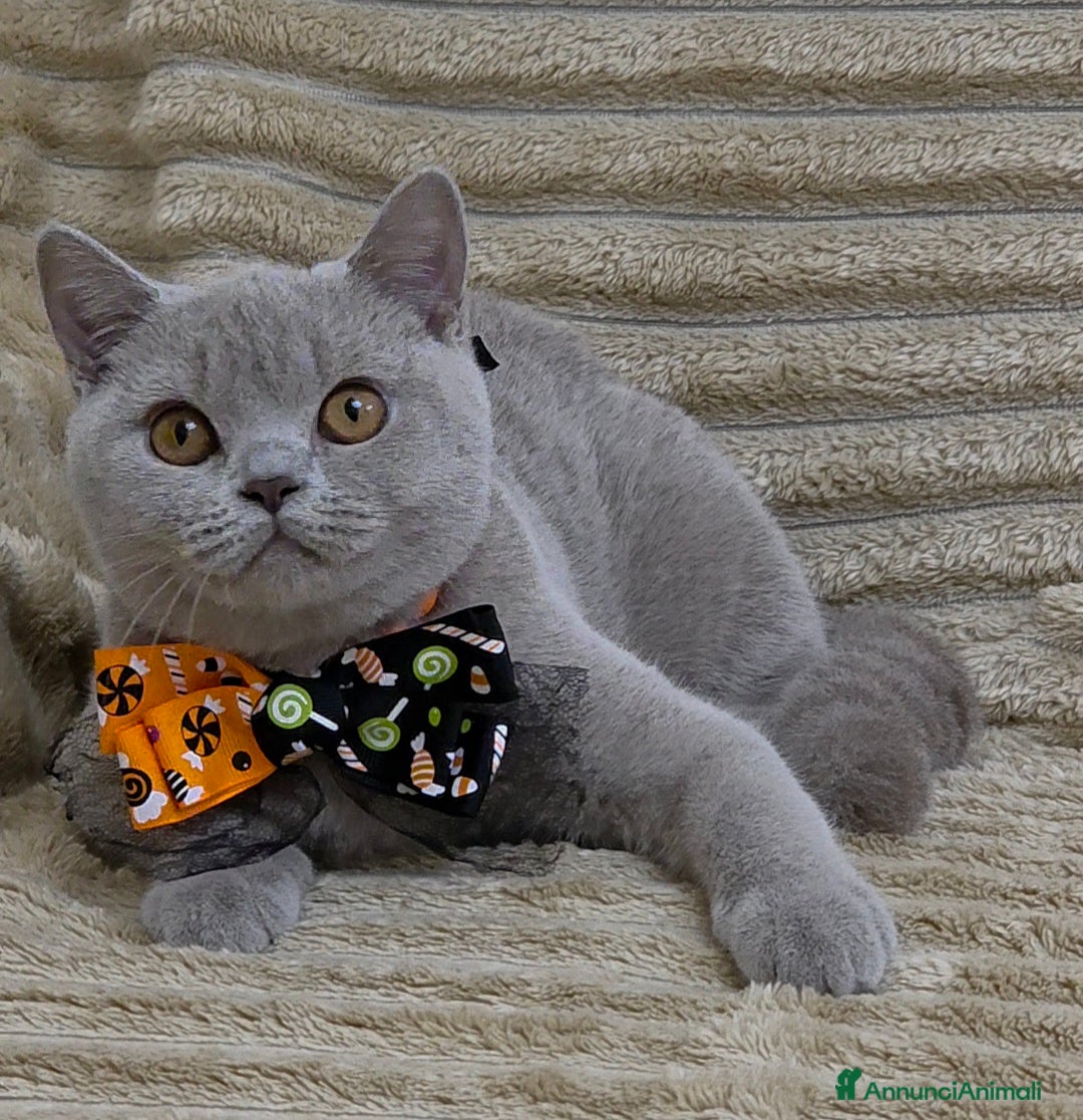 British gatti in vendita: British shorthair pedigree  - Annuncio 5