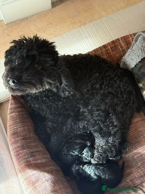 Barboncino cani Disponibili barboncini colore nero - Annuncio 2