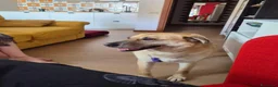 Meticcio cani in regalo: Raja, un'equilibrata meticcia di circa 5 anni - Annuncio 8