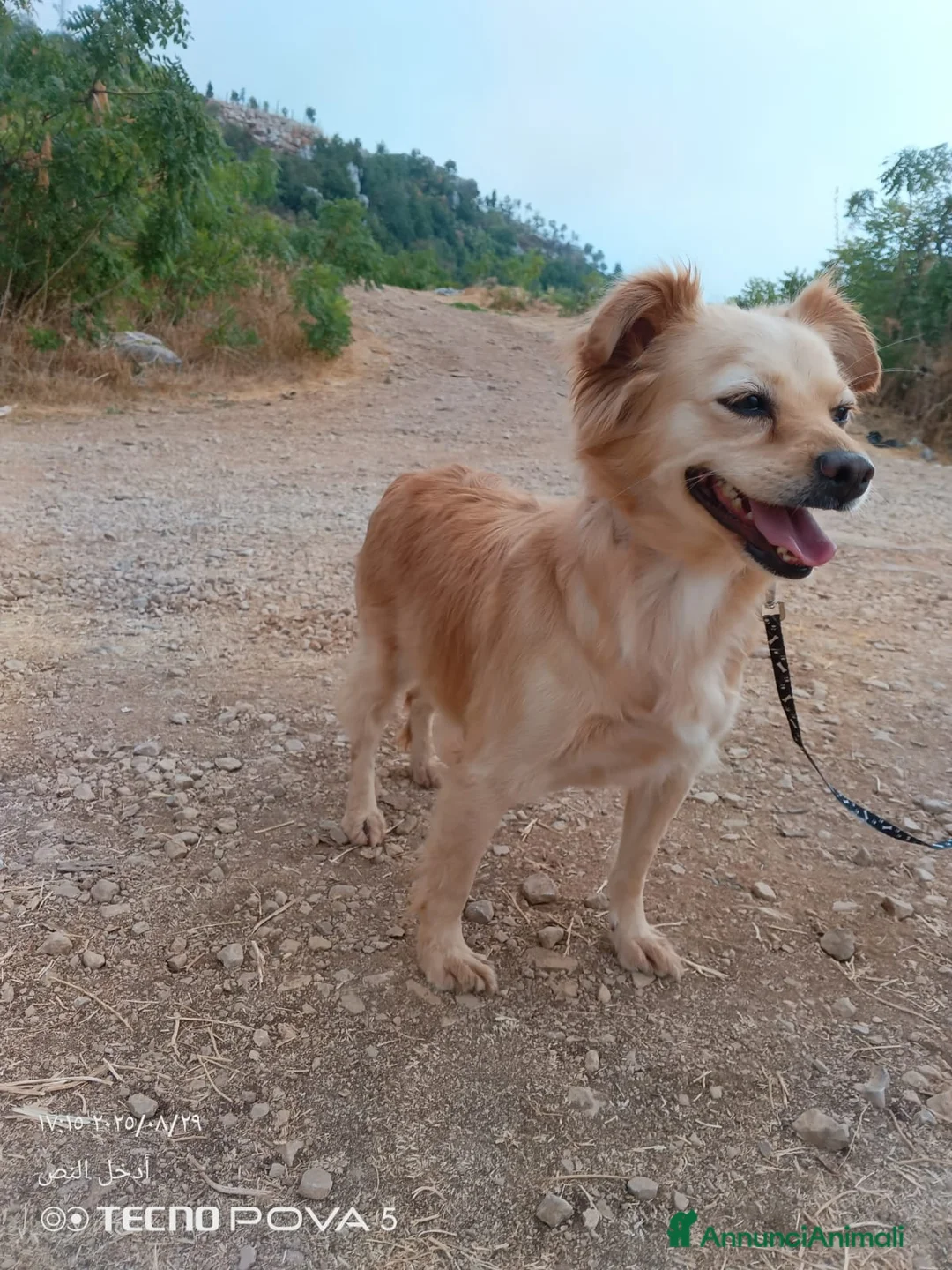 Meticcio cani in regalo: Najma, una dolce e tenera meticcia - Annuncio 5