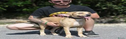 Meticcio cani in regalo: PIUMETTA - Annuncio 4