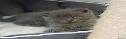 Scottish gatti in vendita: cuccioli scottish fold e straight  - Annuncio 12
