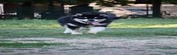 Alaskan Malamute cani per accoppiamento: Alaskan malamute a Provincia di Livorno - Annuncio 7