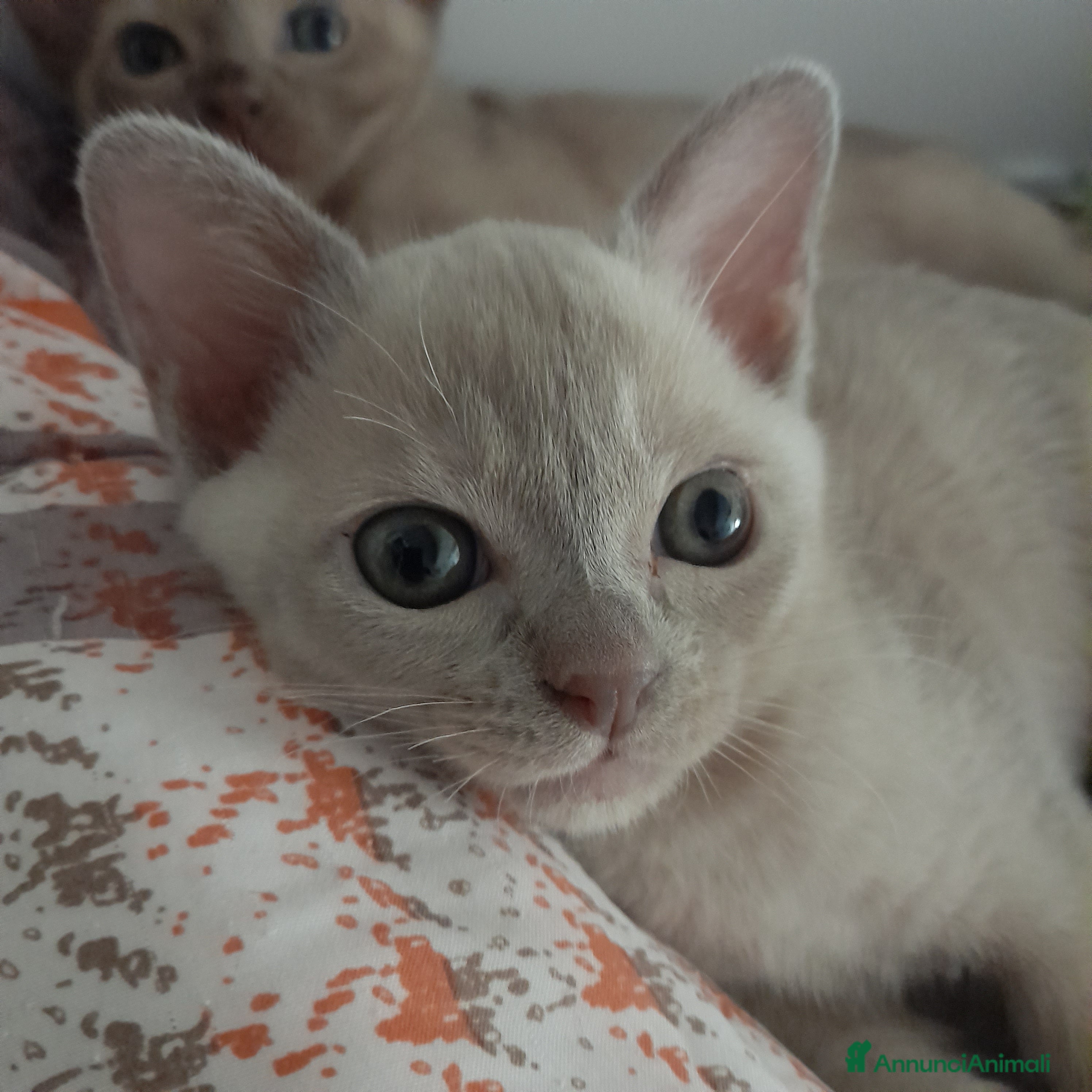 Burmese gatti Cucciolo Burmese  Europeo color Lilla - Annuncio 2