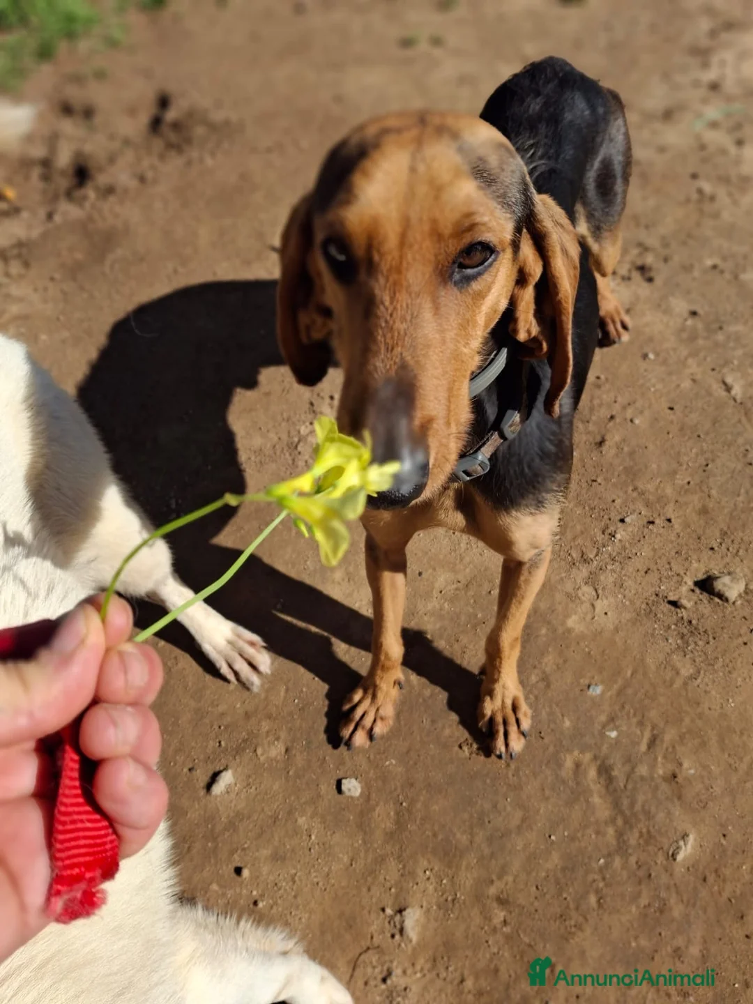 Segugio cani in regalo: BOBO 💙 - dolce, cerca riscatto e tante carezze - Annuncio 8
