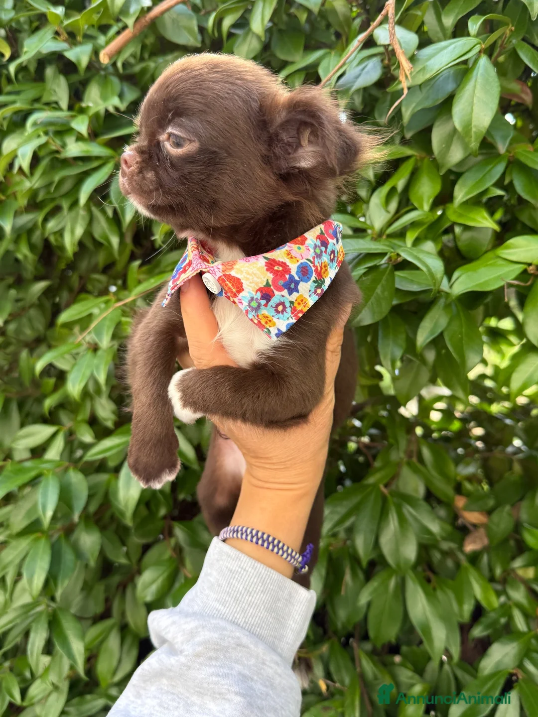 Chihuahua cani in vendita: Chihuahua mini - Annuncio 2