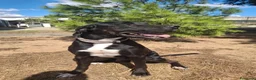 Meticcio cani in regalo: BENNY 💙 IL SORRISO DI CHI NON SI ARRENDE 🥰 - Annuncio 5