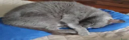 Meticcio gatti in regalo: GATTI ADULTI DOLCISSIMI - Annuncio 3