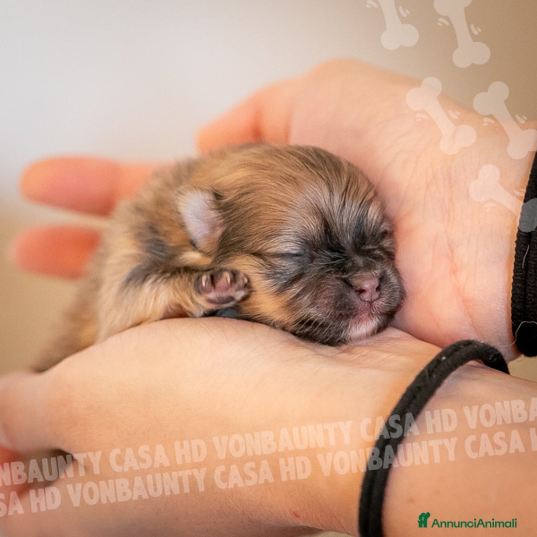 Volpino Pomerania cani in vendita: Cuccioli Spitz Nano di Pomerania - Annuncio 3