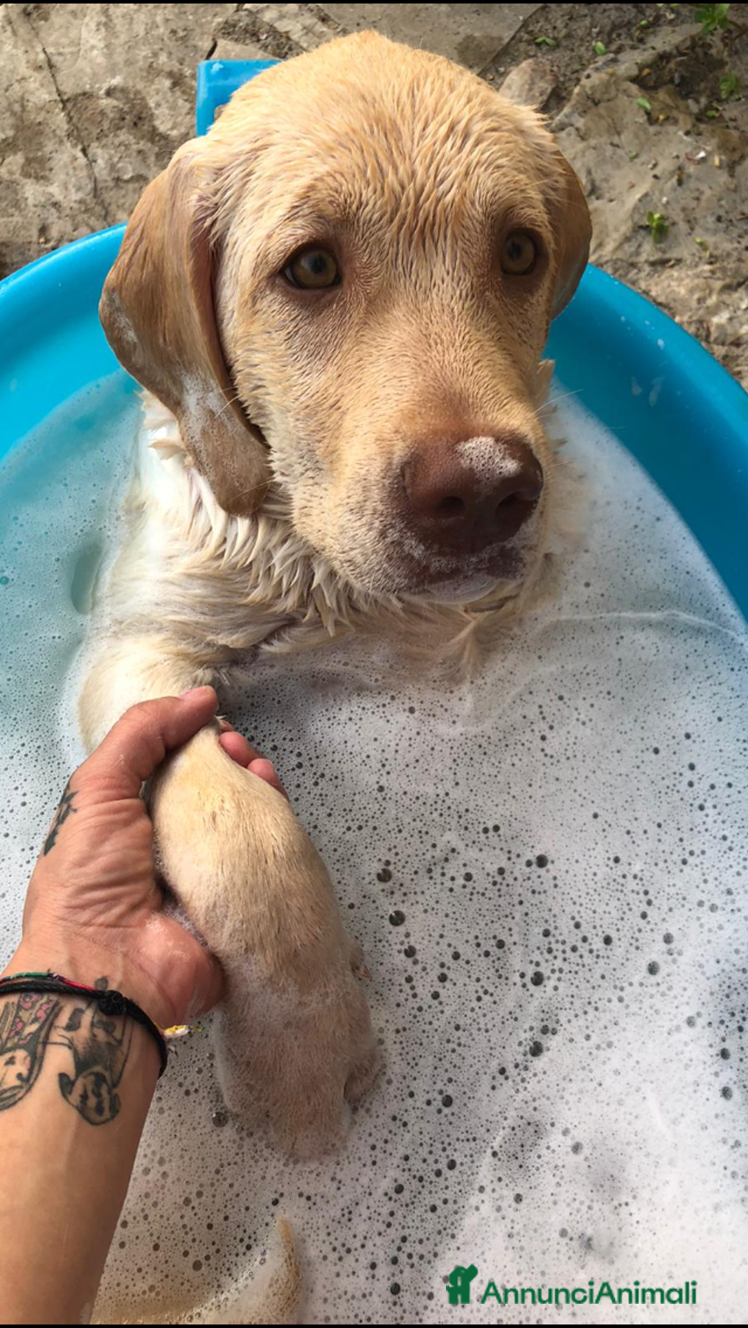 Labrador cani per accoppiamento: Seven cerca fidanzata.🐾🩵 - Annuncio 21