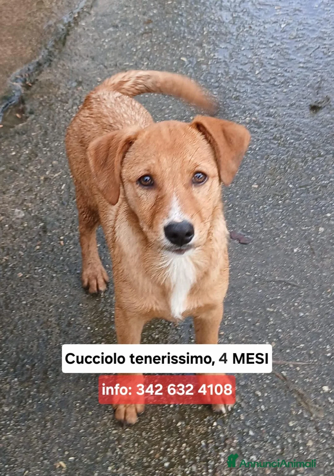 Meticcio cani in regalo: BACK 💙 - cucciolo dolce e buono, ancora in canile a Provincia di Lucca - Annuncio 1