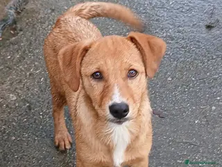 Meticcio cani BACK 💙 - cucciolo dolce e buono, ancora in canile - Annuncio 1