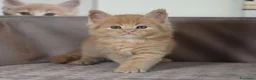 Maine Coon gatti in vendita: 🏆 Top Cuccioli MCO ❤️ - Annuncio 14