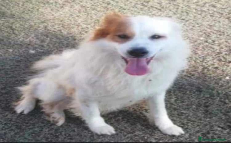 Meticcio cani - Annuncio 8