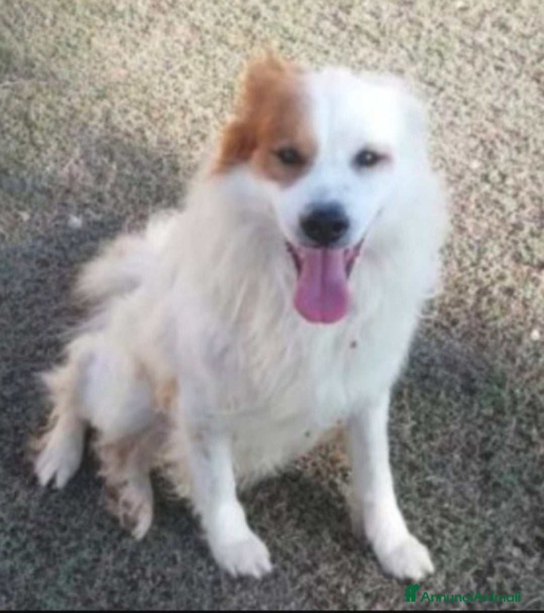 Meticcio cani in regalo: 15anni ASPETTA ANCORA CASA!!!TARANTO SIS CASA  - Annuncio 1